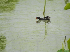 Gallinula chloropus
