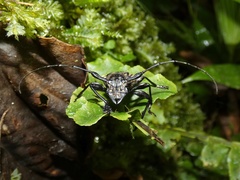 Steirastoma histrionicum