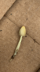 Bolbitius titubans