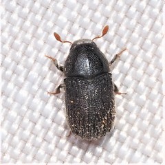 Phloeosinus