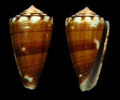 Conus cargilei