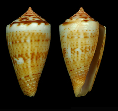 Conus cargilei