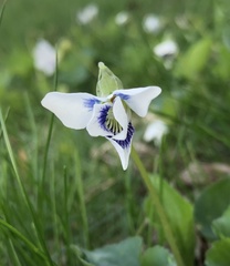 Viola sororia