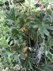 Phragmidium potentillae