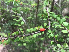 Erythroxylaceae