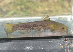 Ameiurus brunneus