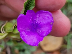 Tradescantia humilis