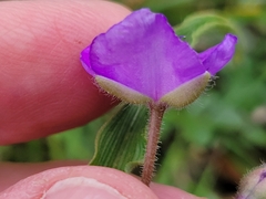 Tradescantia humilis