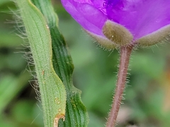 Tradescantia humilis