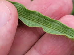 Tradescantia humilis