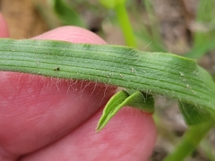 Tradescantia humilis