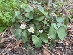 Jeffersonia