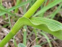 Tradescantia humilis