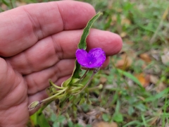 Tradescantia humilis