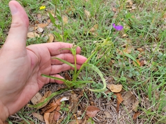 Tradescantia humilis