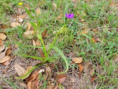 Tradescantia humilis