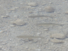 Squalius cephalus
