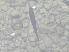 Squalius cephalus