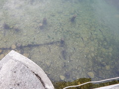 Squalius cephalus