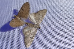 Eupithecia indigata