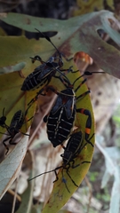 Pachylis acutangulus