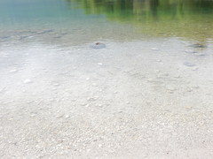 Squalius cephalus