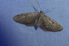 Eupithecia indigata
