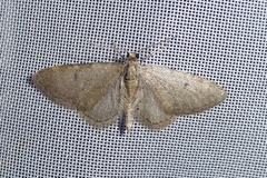 Eupithecia indigata