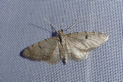 Eupithecia indigata