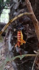 Pachylis acutangulus