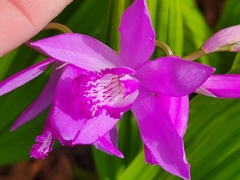 Bletilla