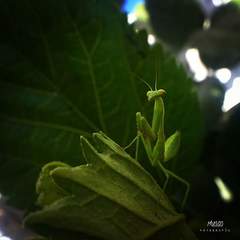Mantidae