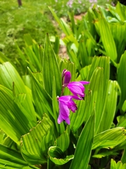 Bletilla