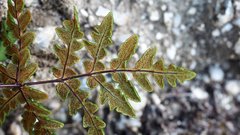 Pentagramma triangularis triangularis