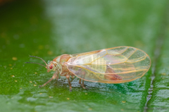 Katacephala