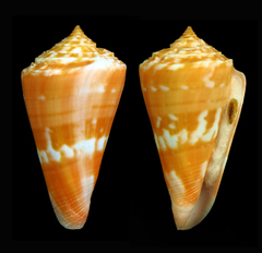 Conus carioca
