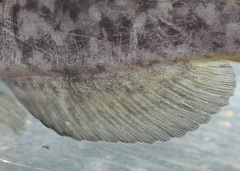 Ameiurus brunneus