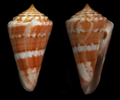 Conus carioca