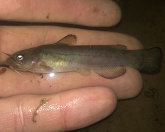 Ameiurus brunneus