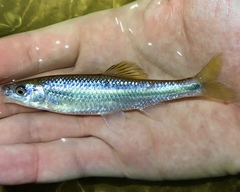 Cyprinella callisema