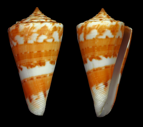 Rio Cone