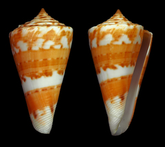 Conus carioca