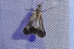Rhamphomyia marginata