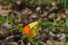 Anthocharis euphenoides