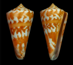 Conus carioca