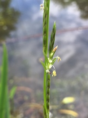 Glyceria fluitans