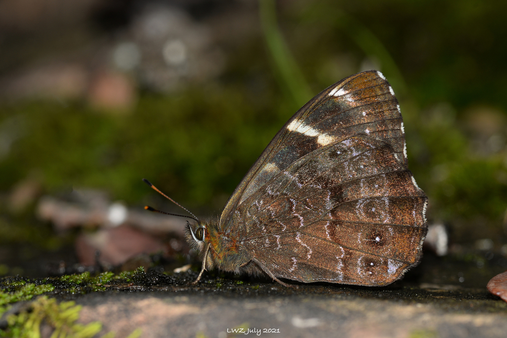 barred woodbrown