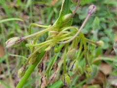 Tradescantia humilis
