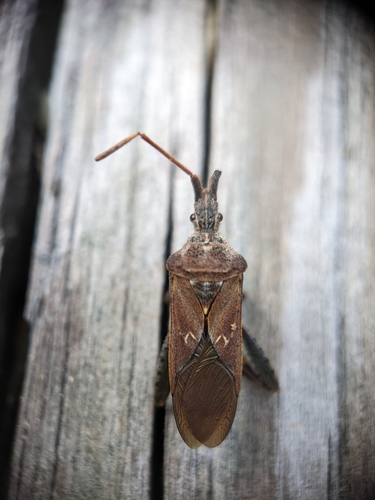 Leaf-footed Pine Seed Bug photo 5