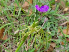 Tradescantia humilis